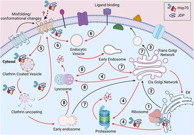 Volleying plasma membrane proteins from birth to death: Role of J-domain proteins